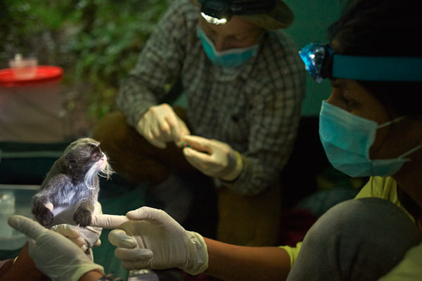 Researchers collaring a primate